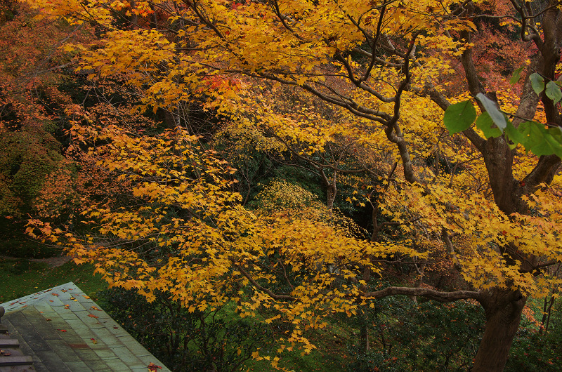 晩秋の瑠璃光院_f0155048_15181766.jpg