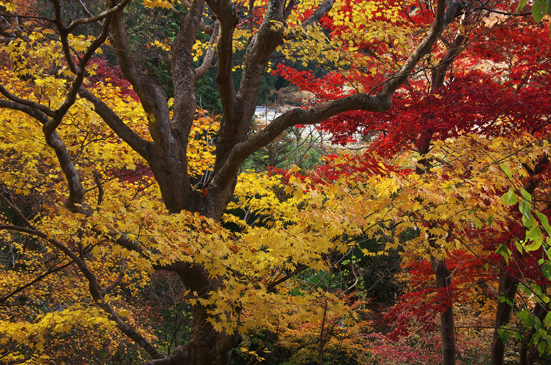 晩秋の瑠璃光院_f0155048_1522947.jpg