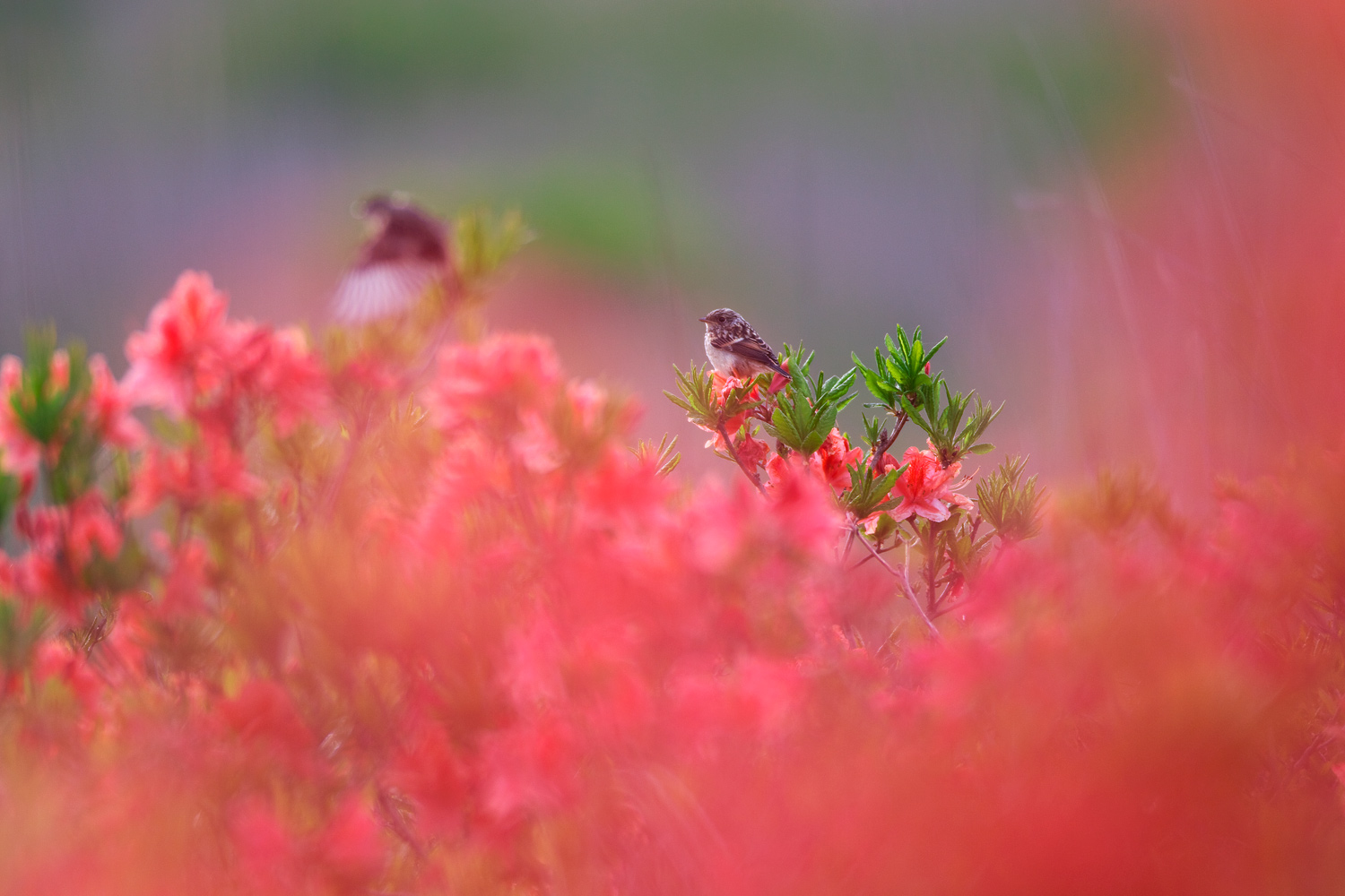 ノビタキ（African Stonechat）　　　　　　　　　　　　　　　_d0013455_11245312.jpg