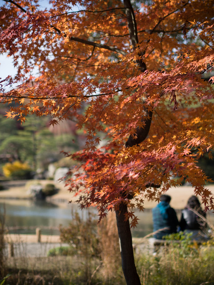 紅葉も出遅れたか_a0193756_1012347.jpg