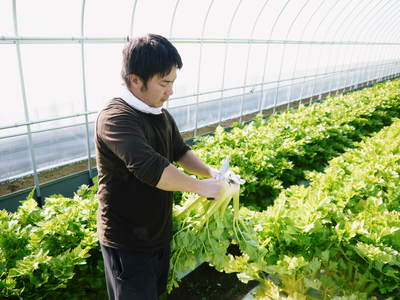熊本セロリ「清正人参」 収穫!朝採り新鮮を農家直送!!_a0254656_17445030.jpg