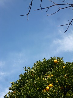 winter sky 通勤とひこうき雲と♪_a0165160_6502043.jpg