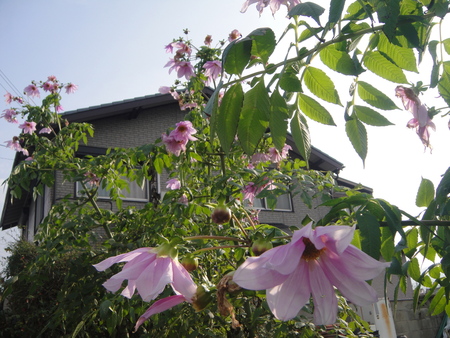 c0108460_1724244.jpg