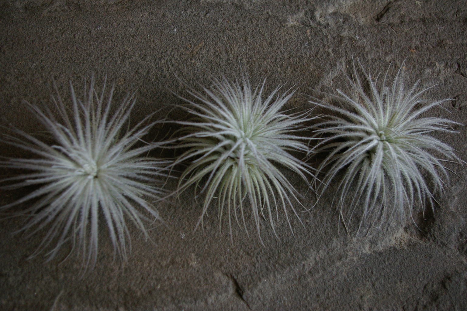 air plants_e0146469_15434468.jpg