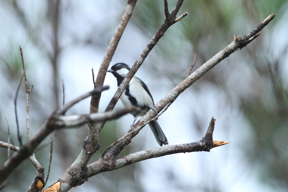 奄美の野鳥7_a0167480_2022990.jpg