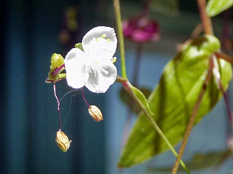 咲き始めた夏の花_e0133780_18303419.jpg