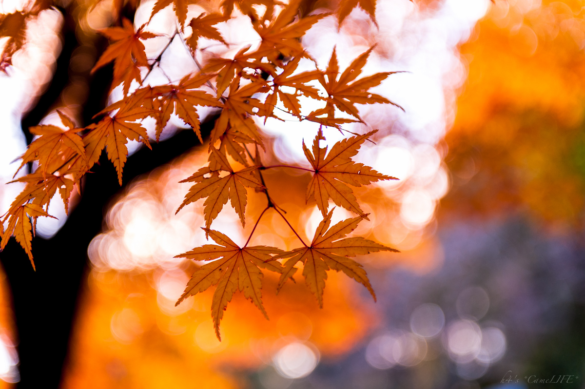 #890[写真]紅葉はもう最後かな_a0189985_89567.jpg