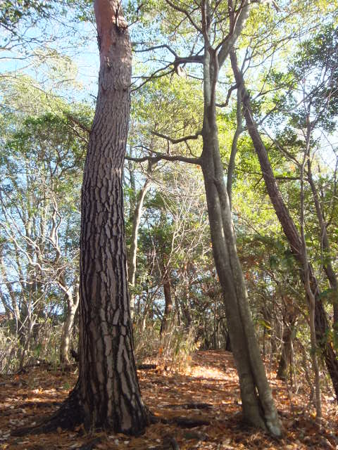 a0271502_2065417.jpg