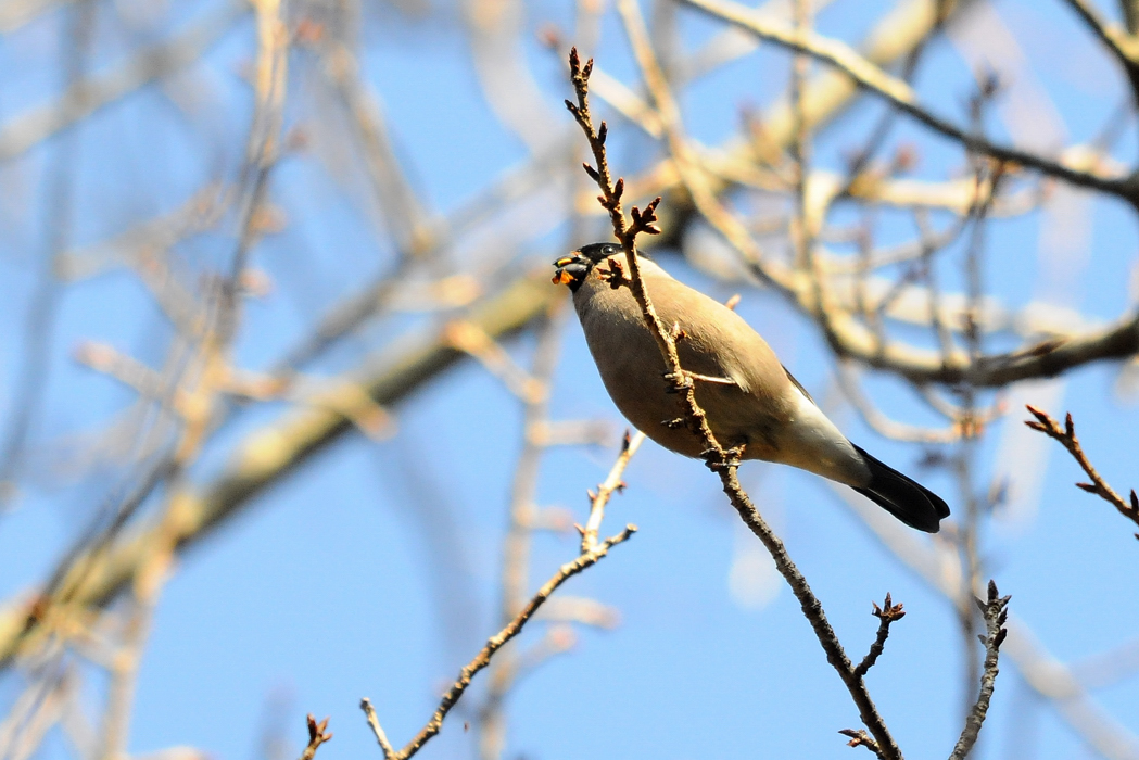 野鳥ウソ　今冬初撮り_a0189912_19432085.jpg