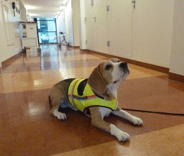 クリスマスBMJ:訓練されたビーグル犬はClostridium difficileのにおいがわかる_e0156318_98243.jpg