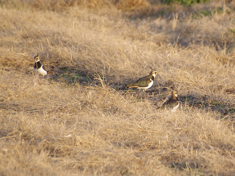 すでに冬は。。。。来ていたようだ　　20121216_f0160222_19354290.jpg