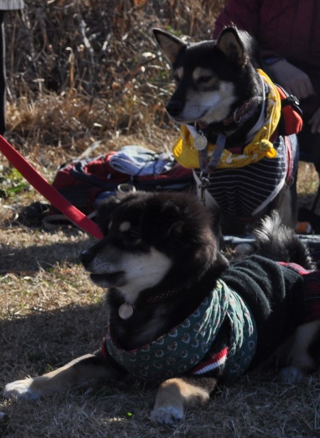 ちばわん　いぬ親会　12月_c0039924_19513534.jpg