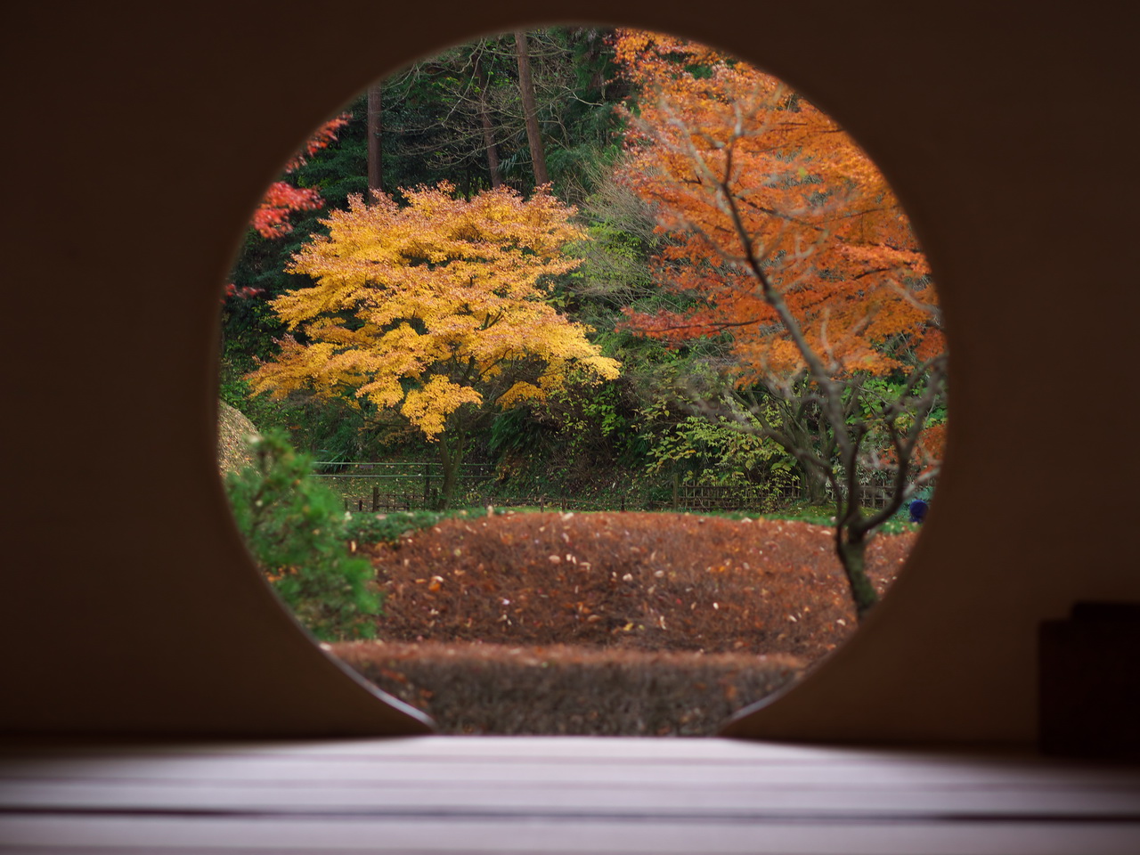 紅葉の北鎌倉（明月院）_b0093625_17345525.jpg