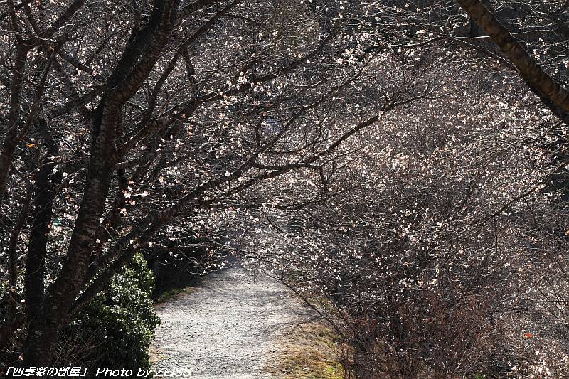 師走の上州・鬼石「冬桜」_a0195032_21442260.jpg