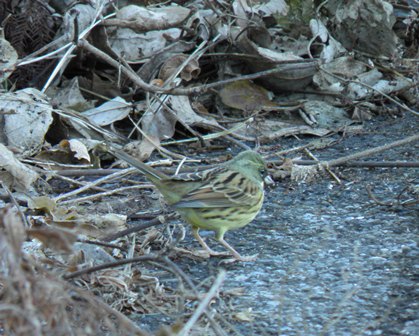 久しぶりにカエルが鳴き、チョウとトンボが飛んだ日_a0123836_1705057.jpg