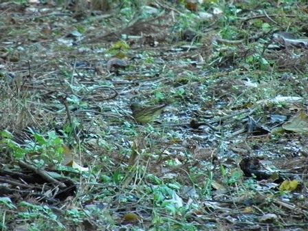 久しぶりにカエルが鳴き、チョウとトンボが飛んだ日_a0123836_1733763.jpg