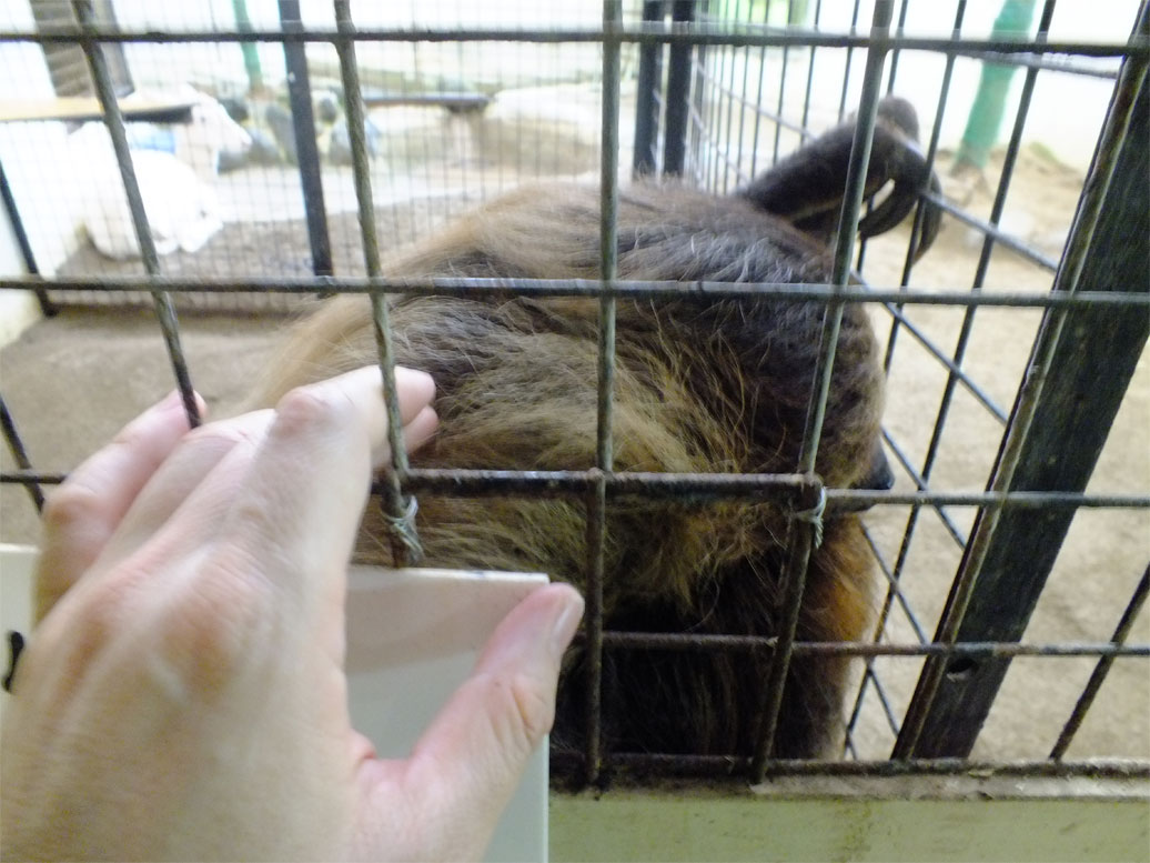 カピバララブラブファイヤー♪_a0179837_19383064.jpg