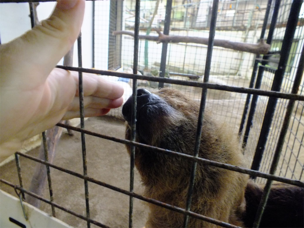 カピバララブラブファイヤー♪_a0179837_19411467.jpg