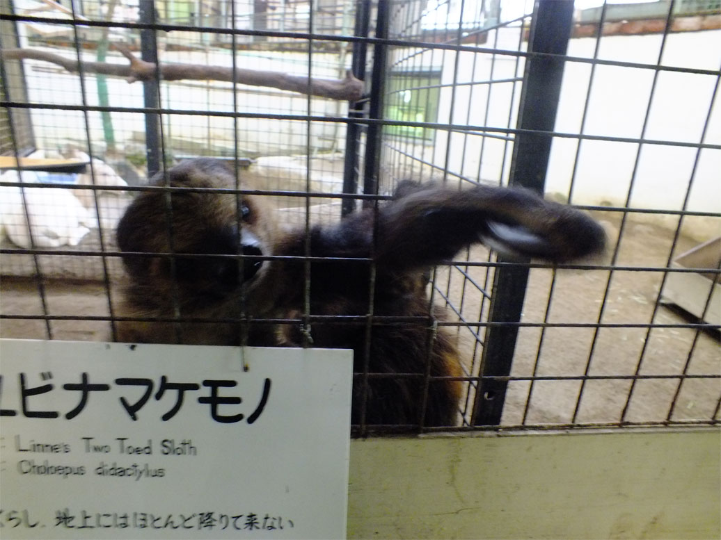 カピバララブラブファイヤー♪_a0179837_194311.jpg