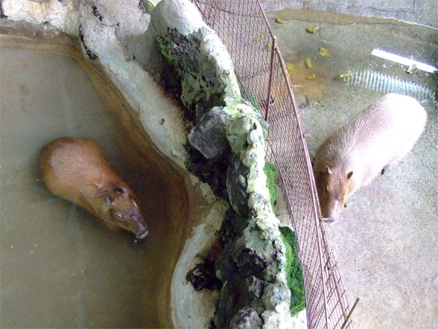 カピバララブラブファイヤー♪_a0179837_2013725.jpg