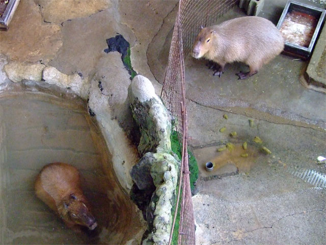 カピバララブラブファイヤー♪_a0179837_2014088.jpg