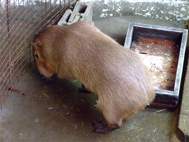 カピバララブラブファイヤー♪_a0179837_20171730.jpg