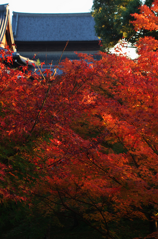 東福寺・夕景紅葉_f0155048_14244317.jpg
