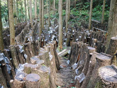 原木しいたけ トリプル1を育てる為に匠の技!その1_a0254656_17295119.jpg