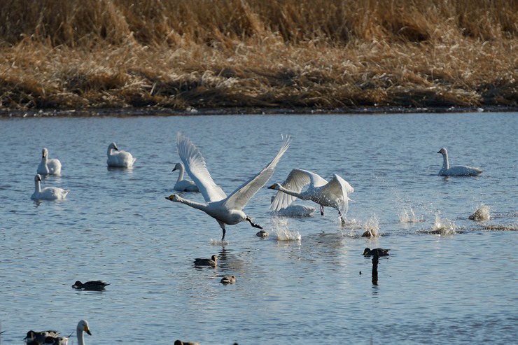 ガバ沼 2 ~カモとハクチョウ~_f0222161_18565538.jpg