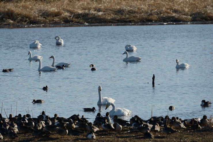 ガバ沼 2 ~カモとハクチョウ~_f0222161_1857040.jpg