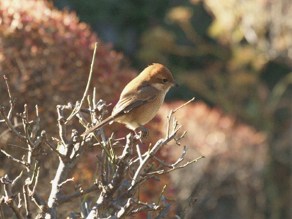 f0208666_16361673.jpg