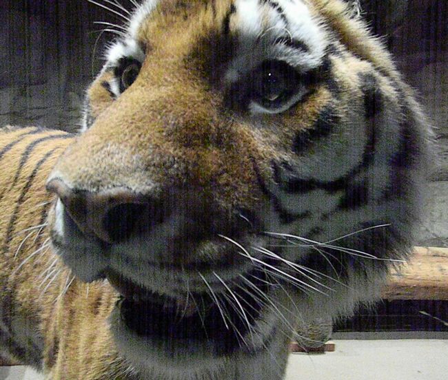 円山動物園アジアゾーン　アムールトラのタツオ_b0014576_20163373.jpg