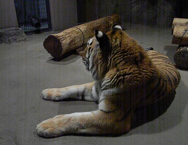 円山動物園アジアゾーン　アムールトラのタツオ_b0014576_20164086.jpg