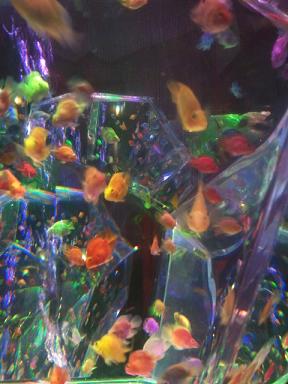 金魚_f0202682_1849174.jpg