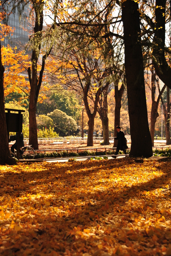 東京から紅葉便りです。_f0196286_23281079.jpg