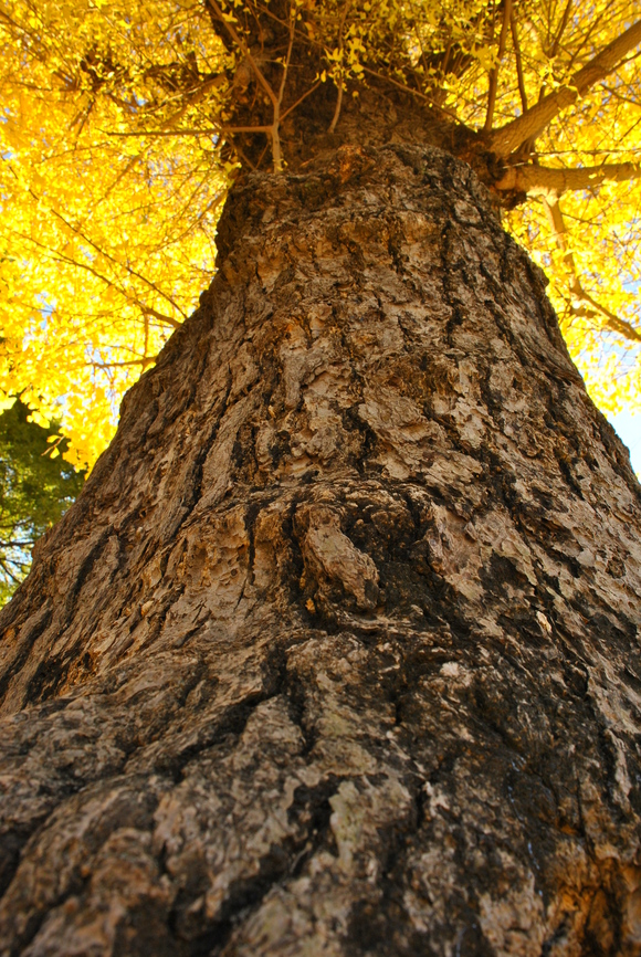 東京から紅葉便りです。_f0196286_2344065.jpg