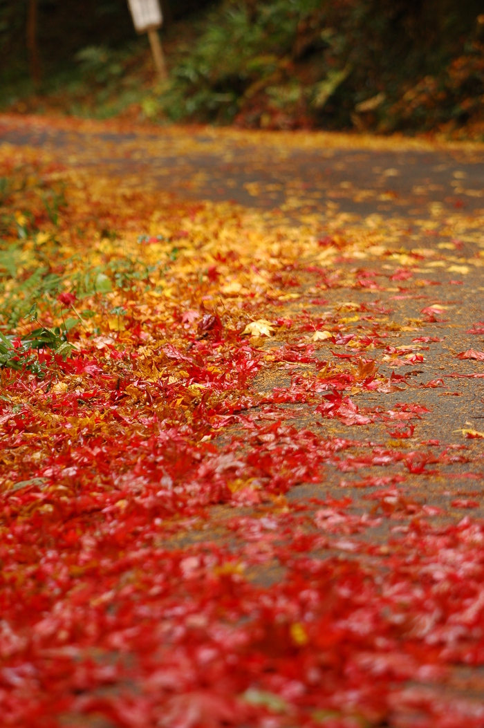 撮りためた紅葉写真～今頃かい！～_e0121792_11532935.jpg