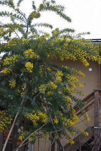 c0124100_1782982.jpg