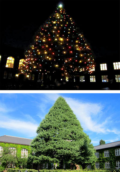 立教大学のクリスマスツリー のんびり街さんぽ