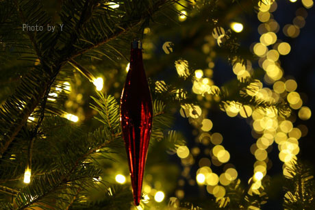 * クリスマスフォト会 *_c0083904_11443016.jpg