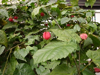 a0156611_2152170.jpg