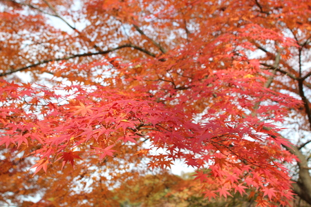 また紅葉散歩へ~♪ _f0155118_10503384.jpg