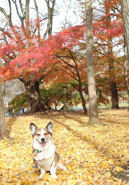 また紅葉散歩へ~♪ _f0155118_105067.jpg