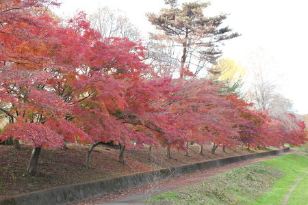 また紅葉散歩へ~♪ _f0155118_10523465.jpg