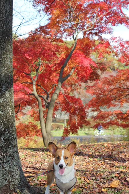 また紅葉散歩へ~♪ _f0155118_10555241.jpg