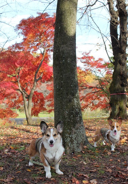 また紅葉散歩へ~♪ _f0155118_1056497.jpg