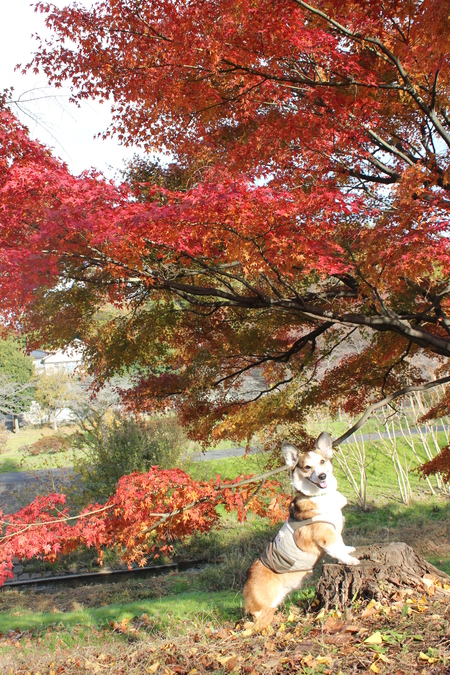 また紅葉散歩へ~♪ _f0155118_10582255.jpg