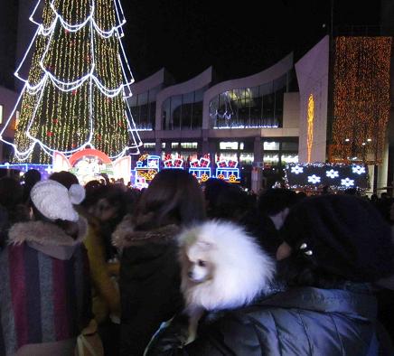 ちょっとクリスマス_b0177436_12451377.jpg