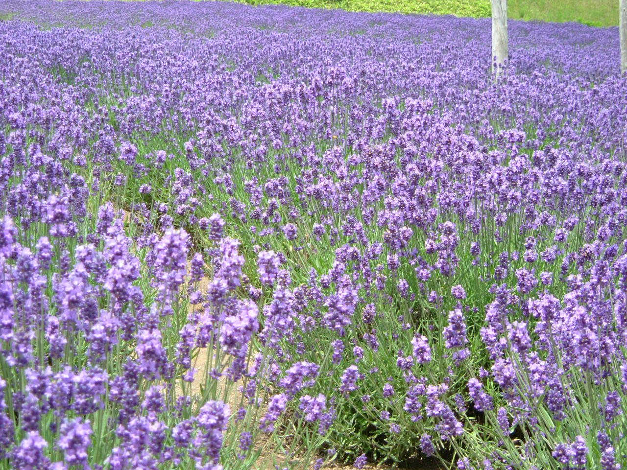 ラヴェンダー イタリア語ではlavanda イタリア語って面白い ラヴェンダー イタリア語ではlavanda イタリア語って面白い