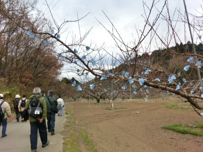 新府の冬の花_f0019247_22175964.jpg